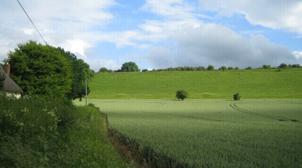 Wheat field, Sherrington This view looking south-east is of a wheat field alongside the C road that runs rounds the village of Sherrington. The steep hill is the eastern end of the chalk downland of Boyton Down, and the two slight mounds at the base of the hill either side of the larger tree are tumuli.