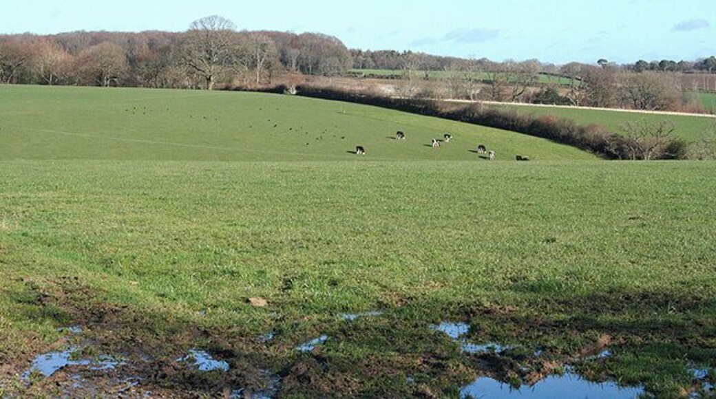Southleigh: near Borcombe Farm Looking north-north-east