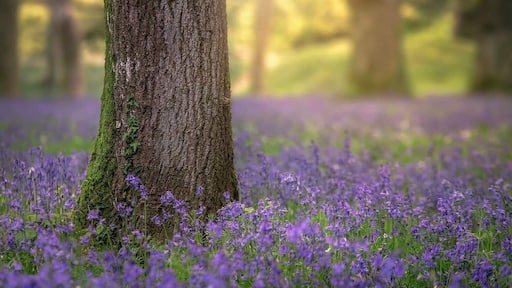 Beautiful spring colours with the bluebells