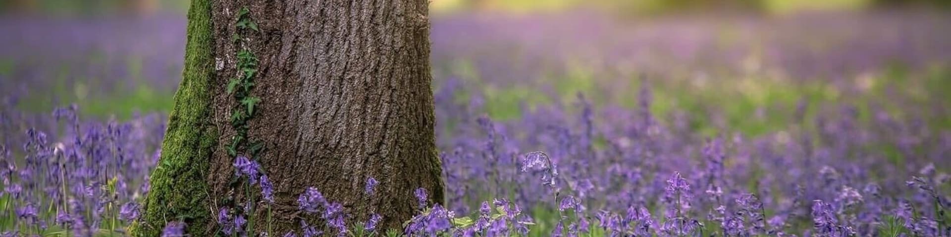 Beautiful spring colours with the bluebells