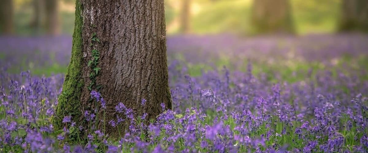 A tree surrounded by a field of purple flowers.