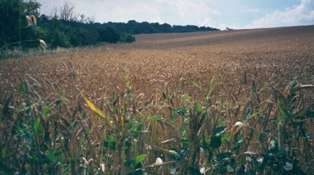 Cornfield near Walcot. Image is taken on the Oxfordshire Way facing south. The edge of Wychwood Forest is visible on the horizon.