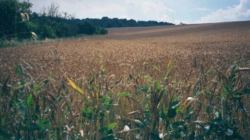 Cornfield near Walcot. Image is taken on the Oxfordshire Way facing south. The edge of Wychwood Forest is visible on the horizon.