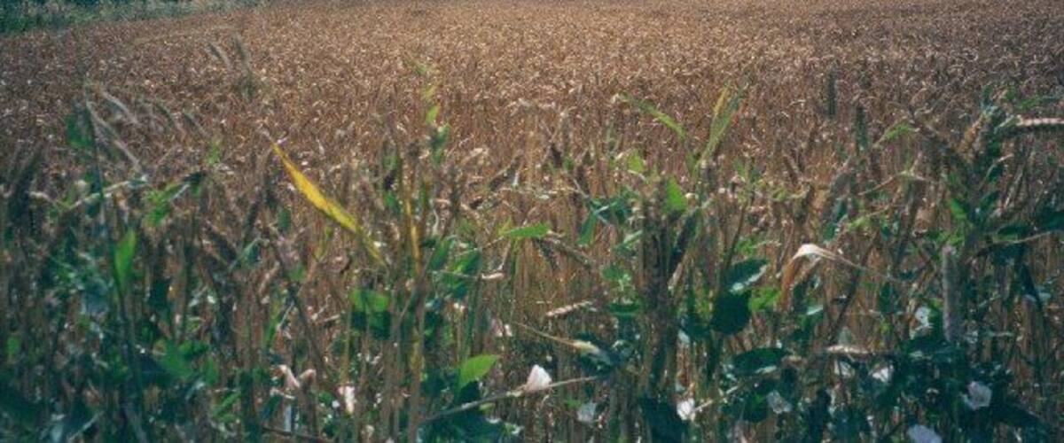 A field of crops with a line of trees in the background.