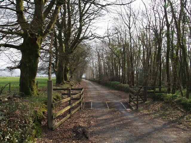 Drive to Wonwood The start of the drive, off the B3362, over a cattle grid and past Tuelldown Plantation on the right.