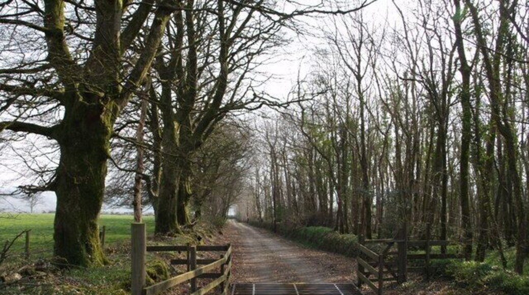 Drive to Wonwood The start of the drive, off the B3362, over a cattle grid and past Tuelldown Plantation on the right.