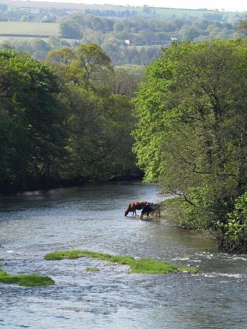 Cattle drinking in the Tamar. A detail of the view in 442453, looking down the Tamar from Horsebridge. The cattle have ventured across the gridline; apart from a tiny corner near the beach from which they are drinking, the field they are pastured in is in SX3974.