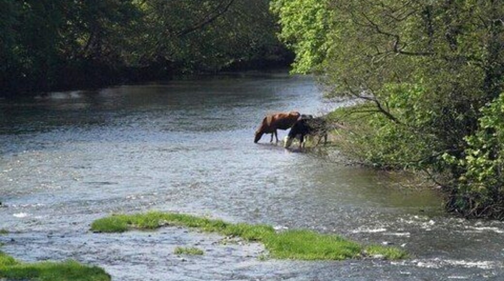 Cattle drinking in the Tamar. A detail of the view in 442453, looking down the Tamar from Horsebridge. The cattle have ventured across the gridline; apart from a tiny corner near the beach from which they are drinking, the field they are pastured in is in SX3974.