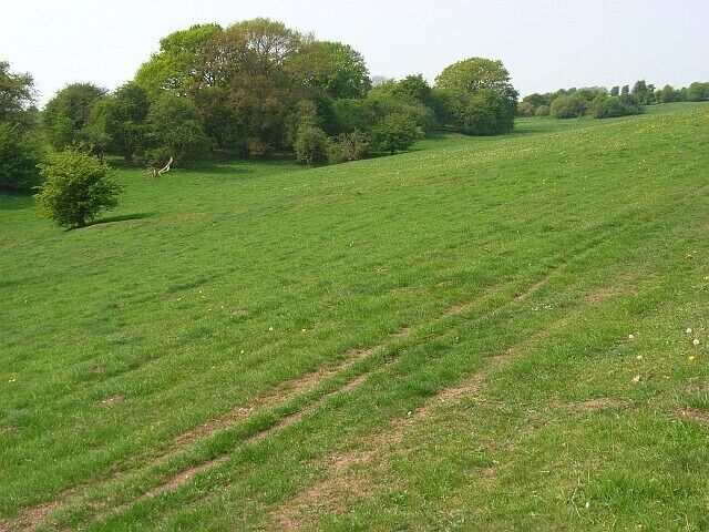 Downland, Tidcombe Beside the bridleway just off the Chute Causeway.
