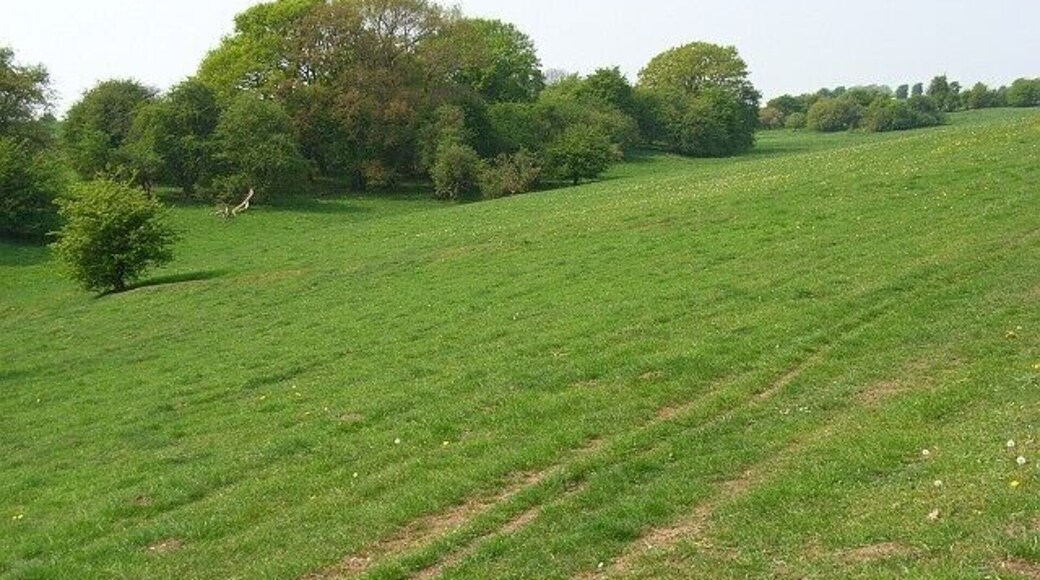 Downland, Tidcombe Beside the bridleway just off the Chute Causeway.