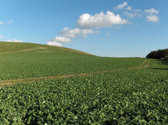 Farmland between Baydon and Wanborough The downland above is very noticeable as you whizz down the M4, which is behind the trees to the right of picture.
