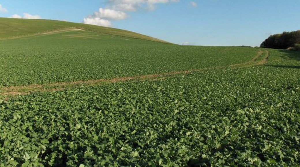 Farmland between Baydon and Wanborough The downland above is very noticeable as you whizz down the M4, which is behind the trees to the right of picture.