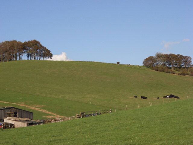 Downland near Wanborough Cattle grazing in the coombe above Hillside Farm.