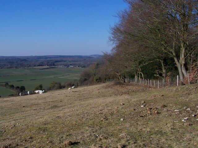 Edge of Grimstead Beeches View along the woodland edge from the byway on Pepperbox Hill: the buildings in the distance are at West Grimstead