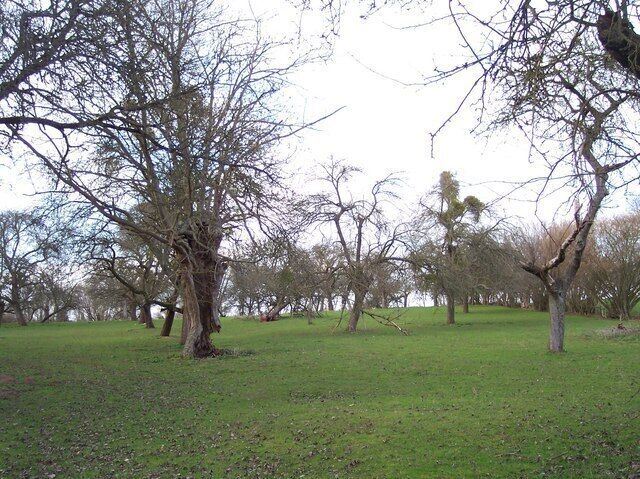 Old Perry Orchard, Kymin. Riddled with mistletoe and rotting hollow trunks - a haven for wildlife.