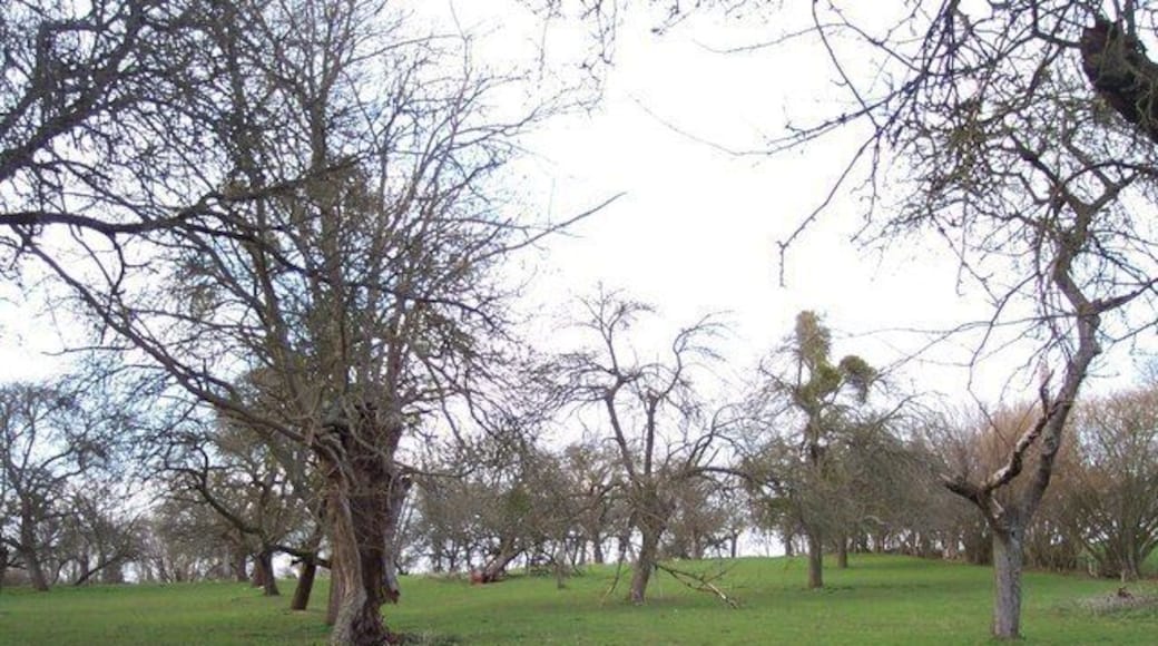 Old Perry Orchard, Kymin. Riddled with mistletoe and rotting hollow trunks - a haven for wildlife.