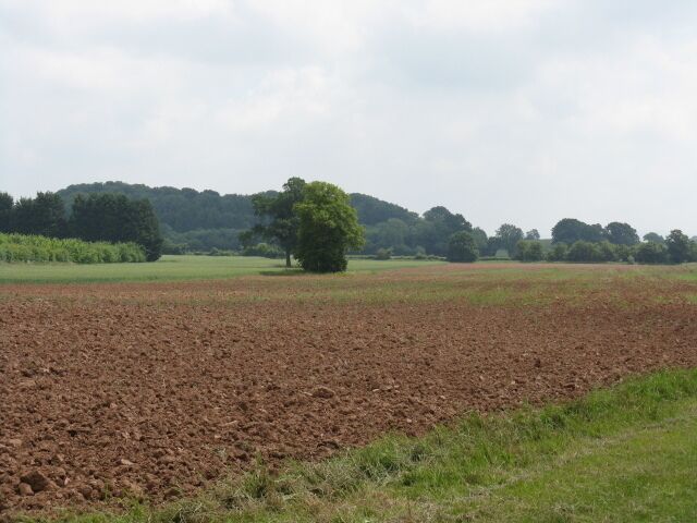 Fields By The Old Canal Ash Coppice fills the skyline.