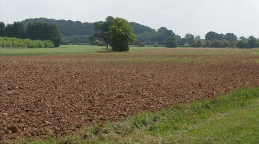 Fields By The Old Canal Ash Coppice fills the skyline.