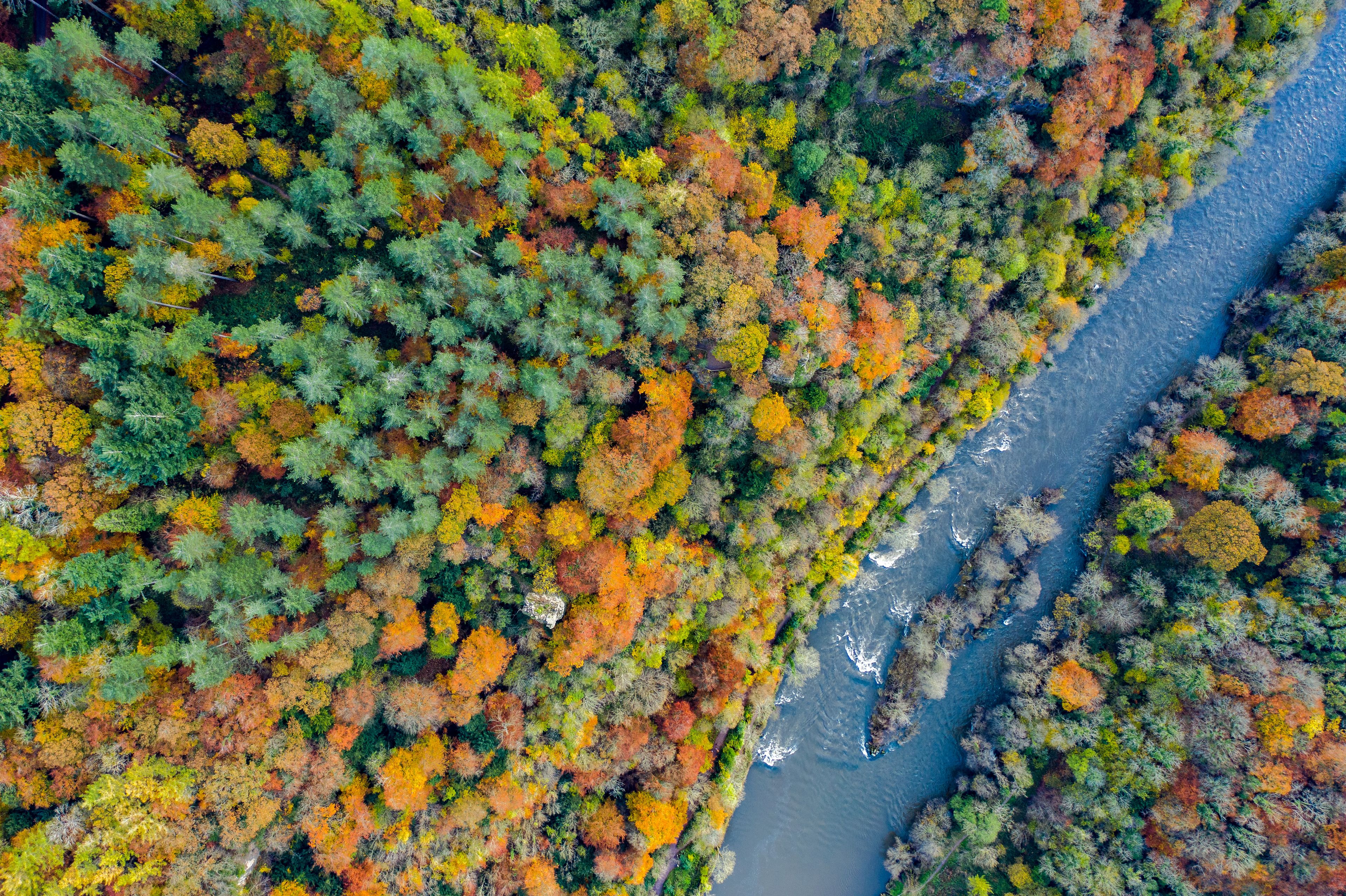 Vista aérea de un río serpenteando por una zona boscosa con follaje otoñal.