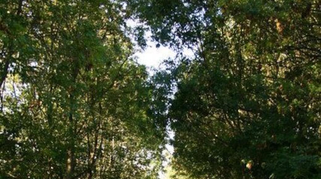 Summerhill Lane. Whitgreave Summerhill Lane at Whitgreave near Stafford. Just beyond the trees on the right is the M6 motorway.
