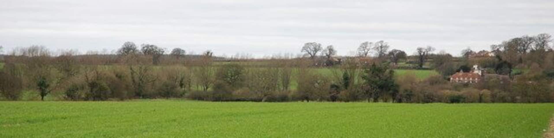 Downland beside Witchampton Lane