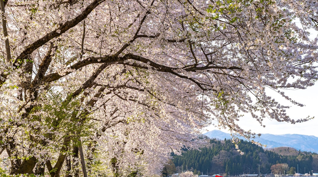 كاكونوداتي