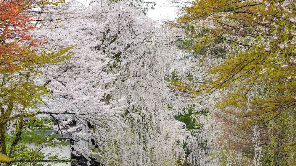 Kakunodate Bukeyashiki Street (samurai residences) in springtime cherry blossom season rainy day. Japanese traditional scene, beauty full bloom pink sakura tree flowers. Akita, Japan