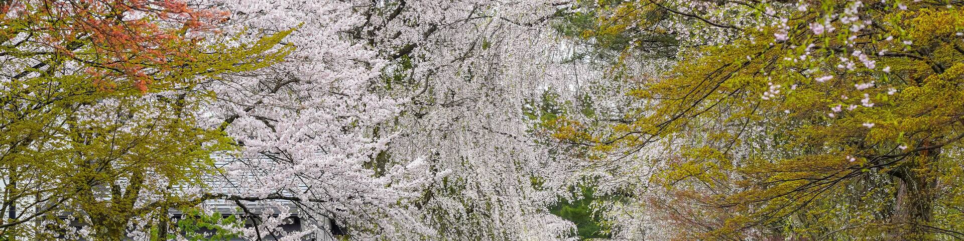 Kakunodate Bukeyashiki Street (samurai residences) in springtime cherry blossom season rainy day. Japanese traditional scene, beauty full bloom pink sakura tree flowers. Akita, Japan