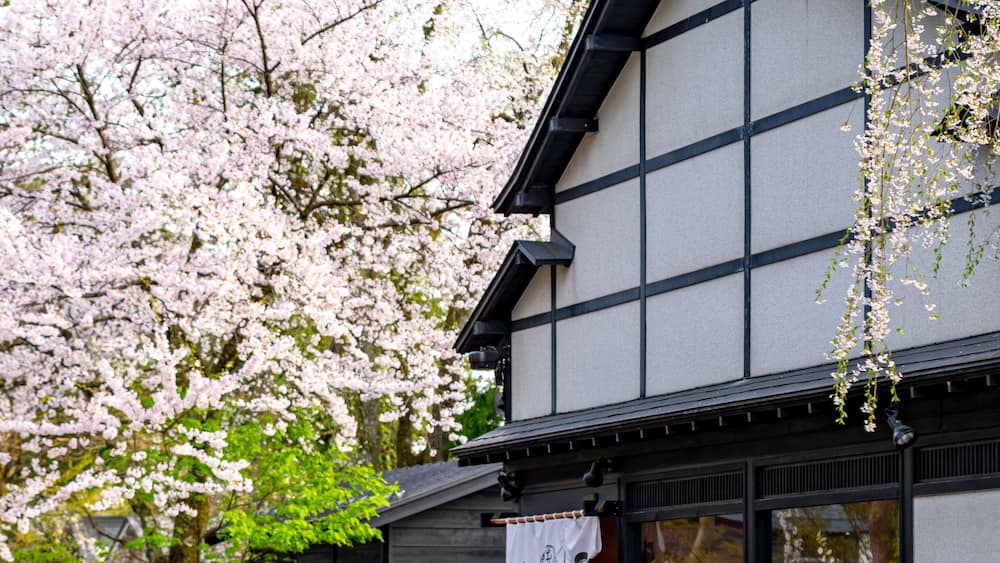 Kakunodate Bukeyashiki Street (samurai residences) in springtime cherry blossom season sunny day. Japanese traditional scene, beauty full bloom pink sakura tree flowers. Akita, Japan