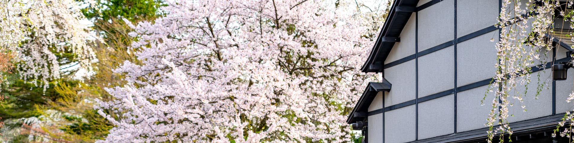 Kakunodate Bukeyashiki Street (samurai residences) in springtime cherry blossom season sunny day. Japanese traditional scene, beauty full bloom pink sakura tree flowers. Akita, Japan
