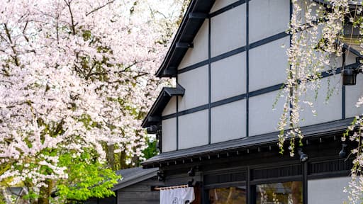 Kakunodate Bukeyashiki Street (samurai residences) in springtime cherry blossom season sunny day. Japanese traditional scene, beauty full bloom pink sakura tree flowers. Akita, Japan