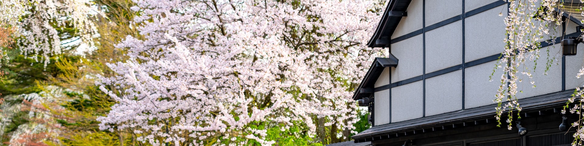 Kakunodate Bukeyashiki Street (samurai residences) in springtime cherry blossom season sunny day. Japanese traditional scene, beauty full bloom pink sakura tree flowers. Akita, Japan