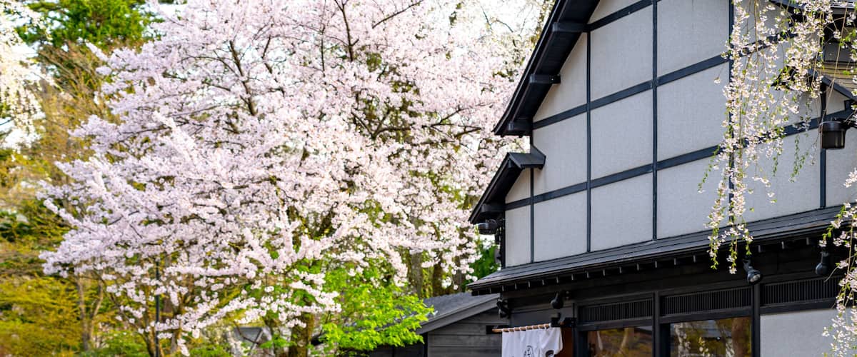 A traditional Japanese building with cherry blossoms in full bloom.