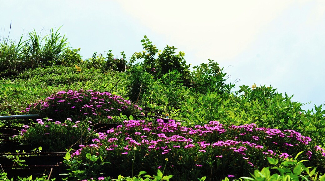 であいの館蒲刈の急斜面