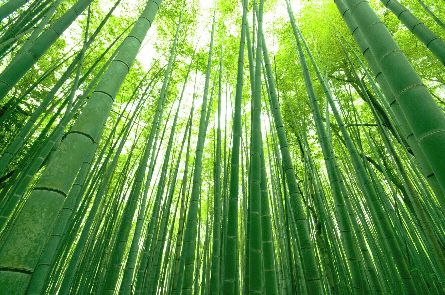 A dense bamboo forest with tall, slender bamboo stalks reaching towards the sky.