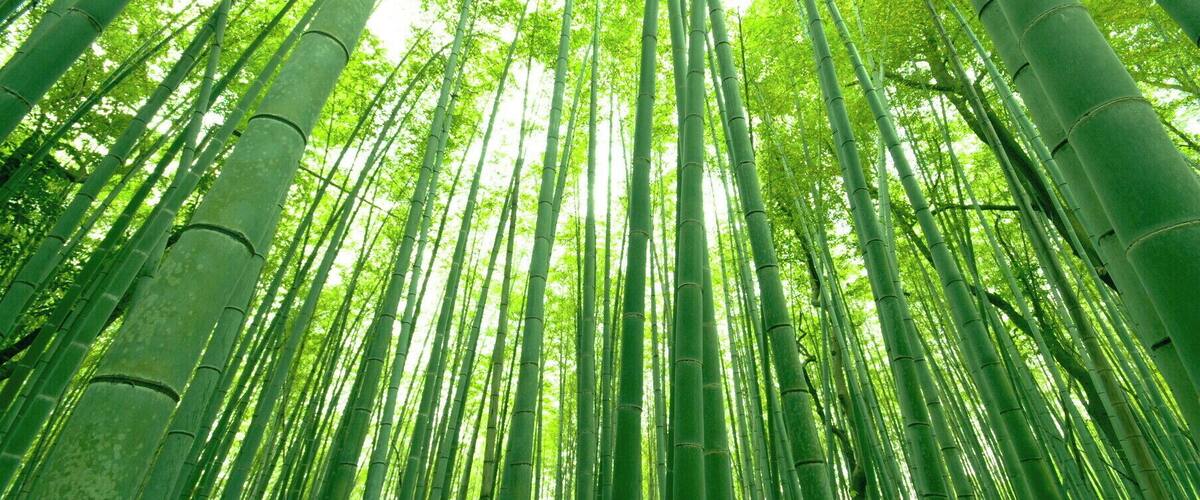 A dense bamboo forest with tall, slender bamboo stalks reaching towards the sky.