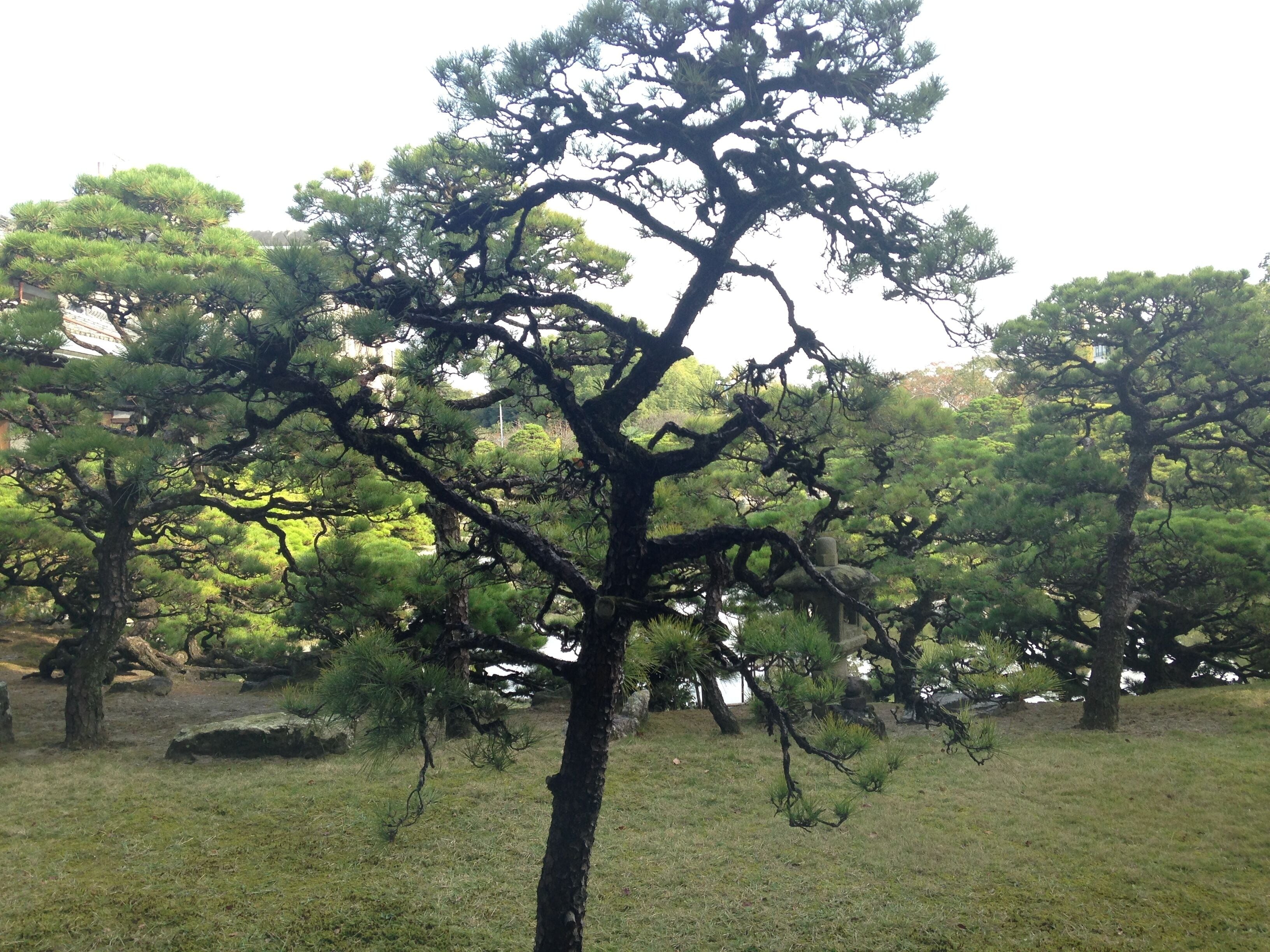 立花氏庭園・松濤園のマツ