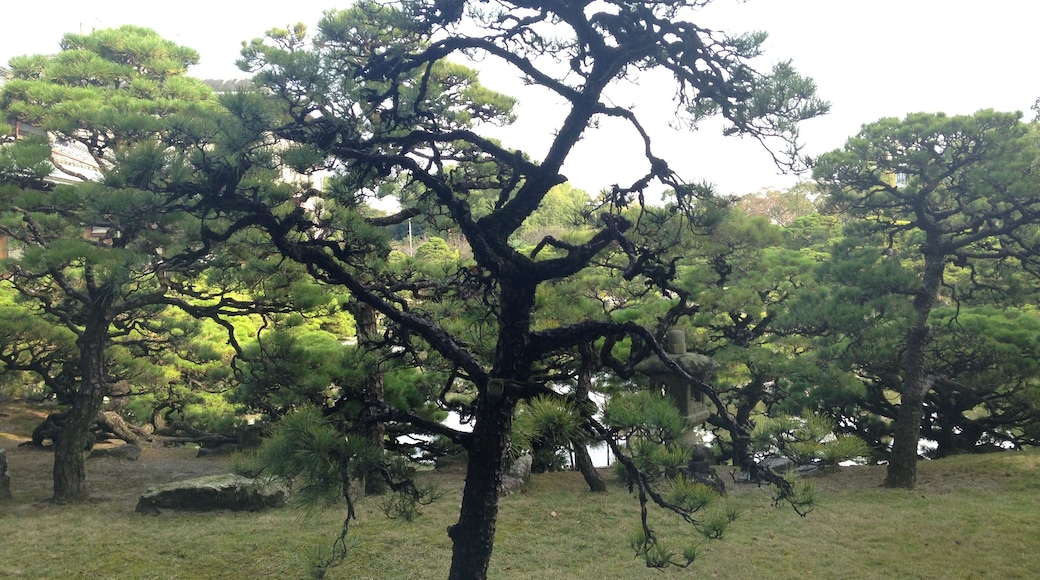 立花氏庭園・松濤園のマツ