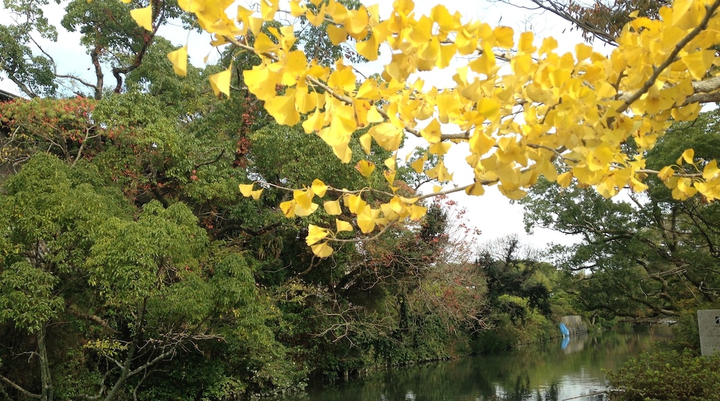 立花氏庭園の南側を流れる城南川とイチョウの黄葉