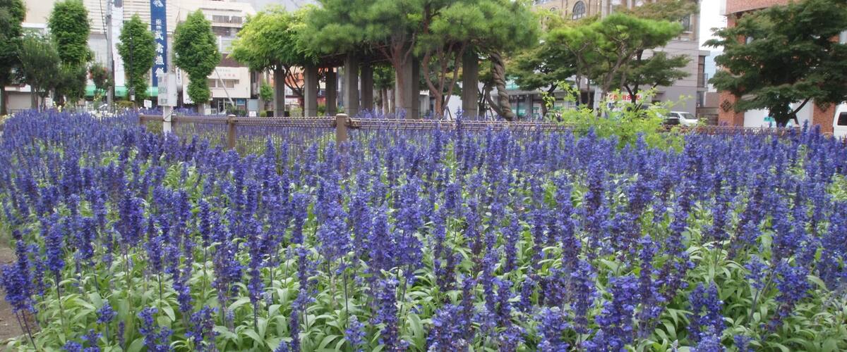 A field of blue flowers in an urban setting with buildings and trees in the background.