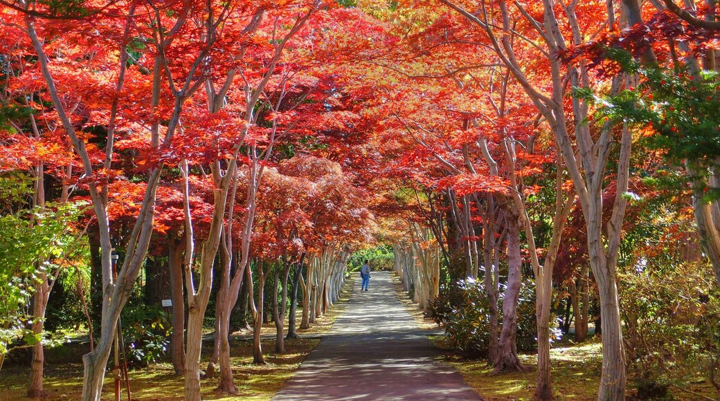 ćčłćČĄæščèžă»ăłăżăŒïŒHiraoka arboriculture centerïŒ