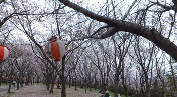 播磨中央公園(2013年4月7日)