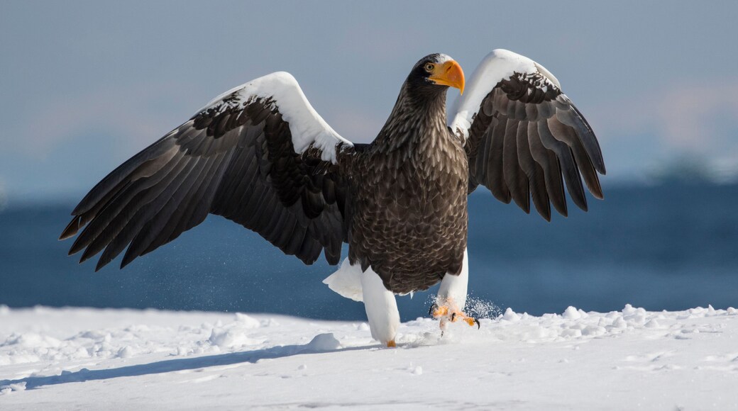 A bald eagle with outstretched wings on a snowy surface.