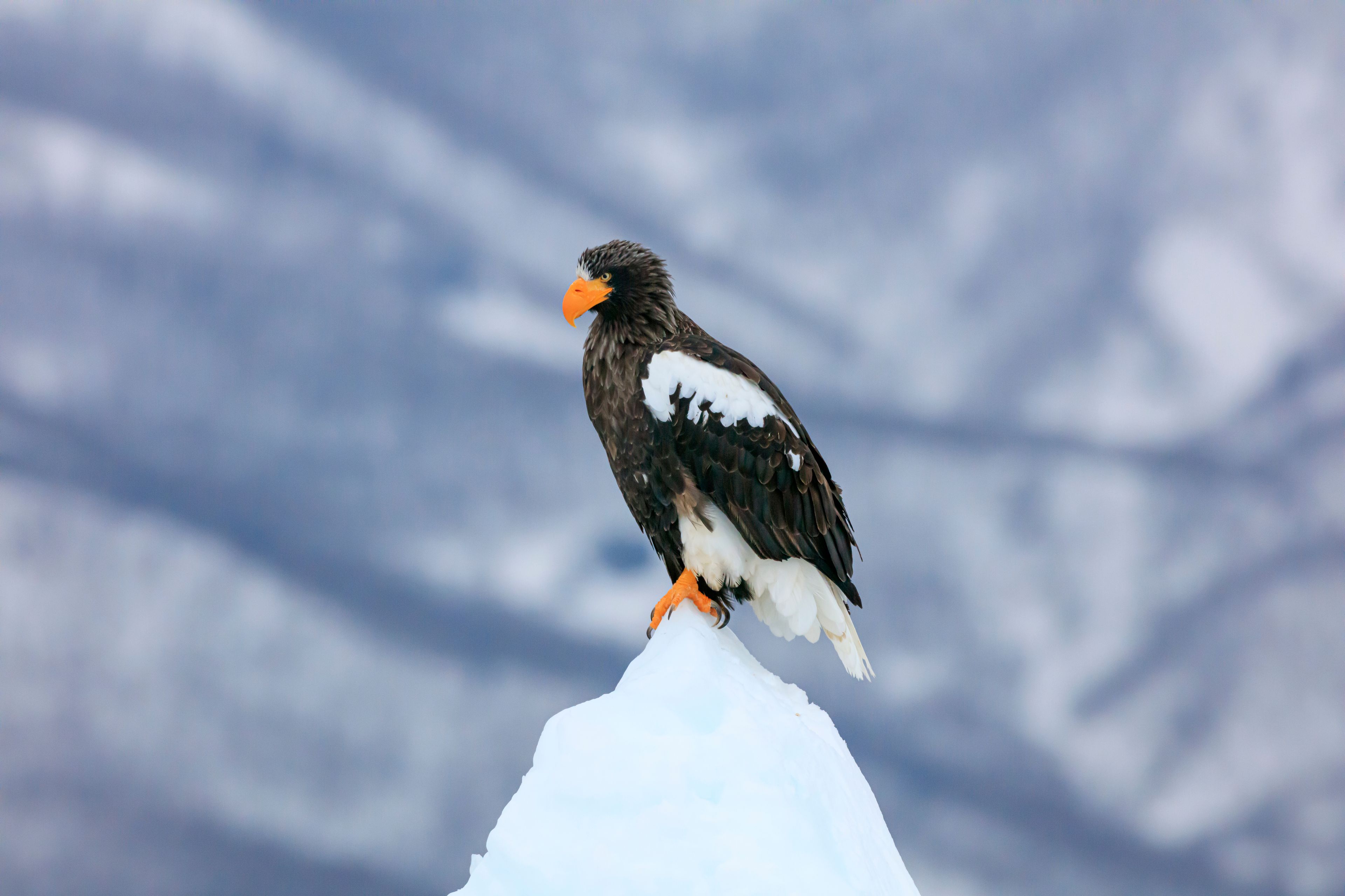 A bird perched on a snow-covered peak with a blurred mountainous background.