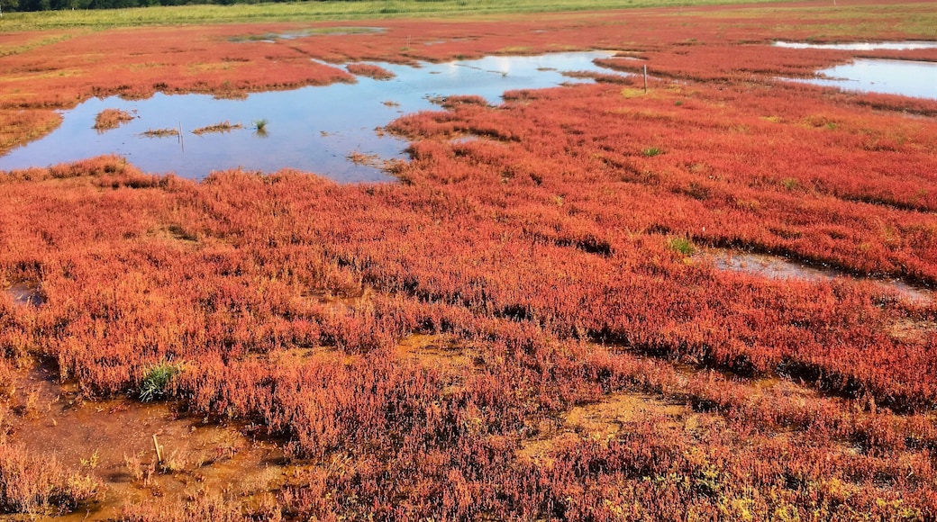 Salicornia europaea, Lake Notoro,abashiri-city,hokkaido,japan