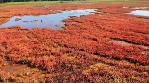 Salicornia europaea, Lake Notoro,abashiri-city,hokkaido,japan