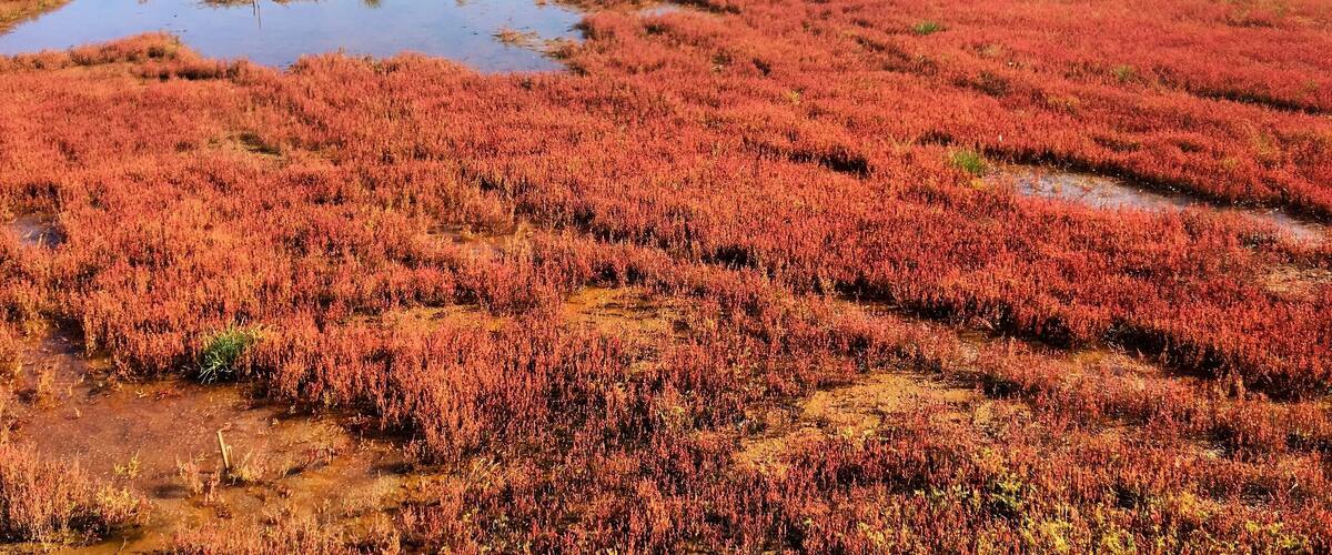 A vast wetland with red vegetation and scattered water bodies.