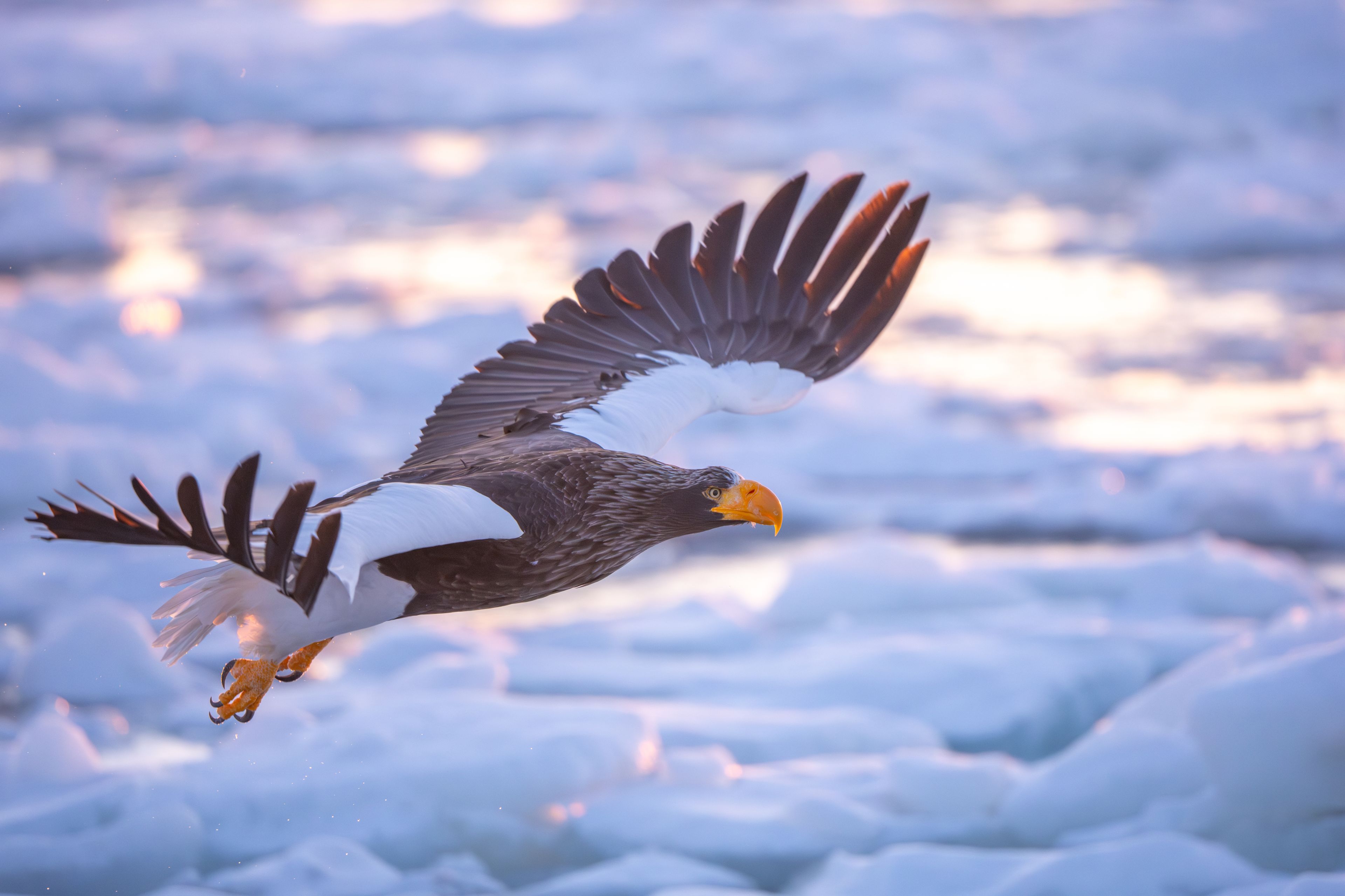 A bird in flight over a snowy landscape.