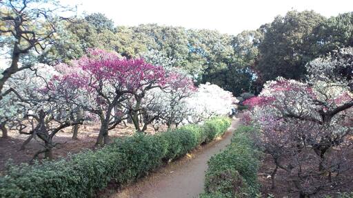 道明寺天満宮 梅園