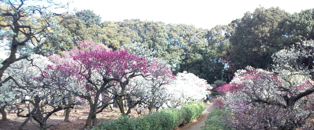 A pathway flanked by blooming trees and dense shrubbery in a park.